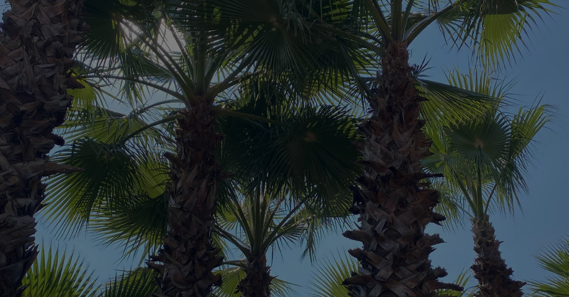 Tipos de palmeras para exterior