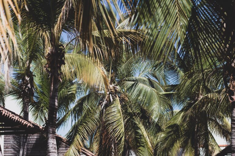 Palma o palmera