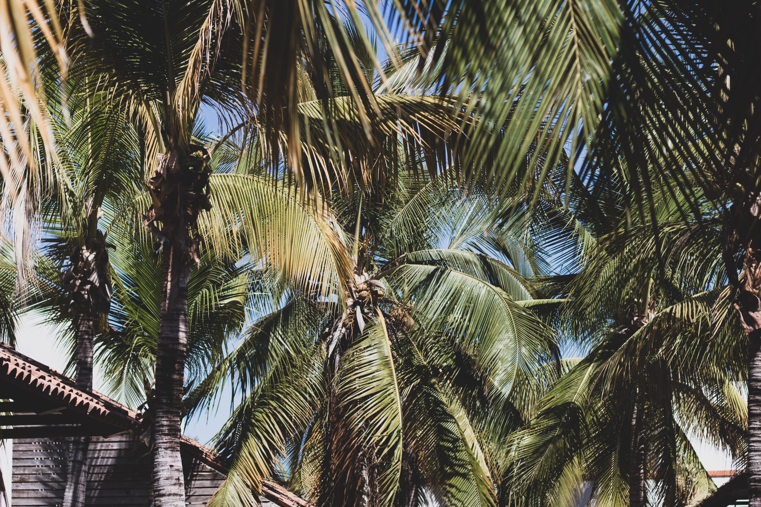 ¿Palma o Palmera? ¿Cuál es la diferencia?